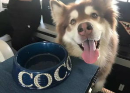 娱乐吃瓜酱安乐狗狗,娱乐吃瓜酱的温馨故事