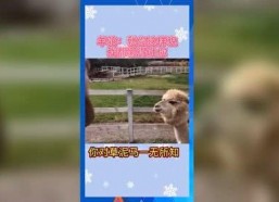 吃瓜群众娱乐素材网站,吃瓜群众独家娱乐素材大揭秘